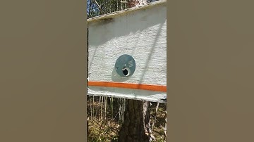 Honey Bee Scouts at a Swarm Box