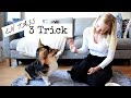 Månadens trick Oktober - Vinka, High Five & Tass