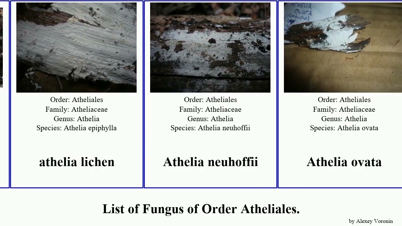 Fungus of Order Atheliales lichen ovata decipiens Leptosporomyces Byssocorticium Atheliaceae