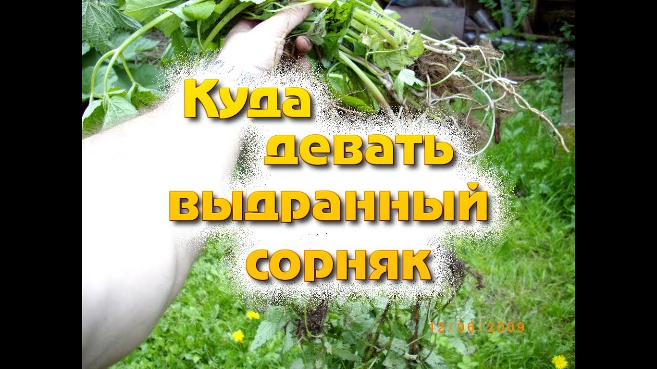 Куда девать выдранный сорняк