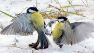BIRD FIGHT by Wildlife World 3,039 views 4 months ago 33 seconds