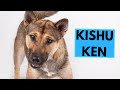 Race de chien kishu ken  faits et informations