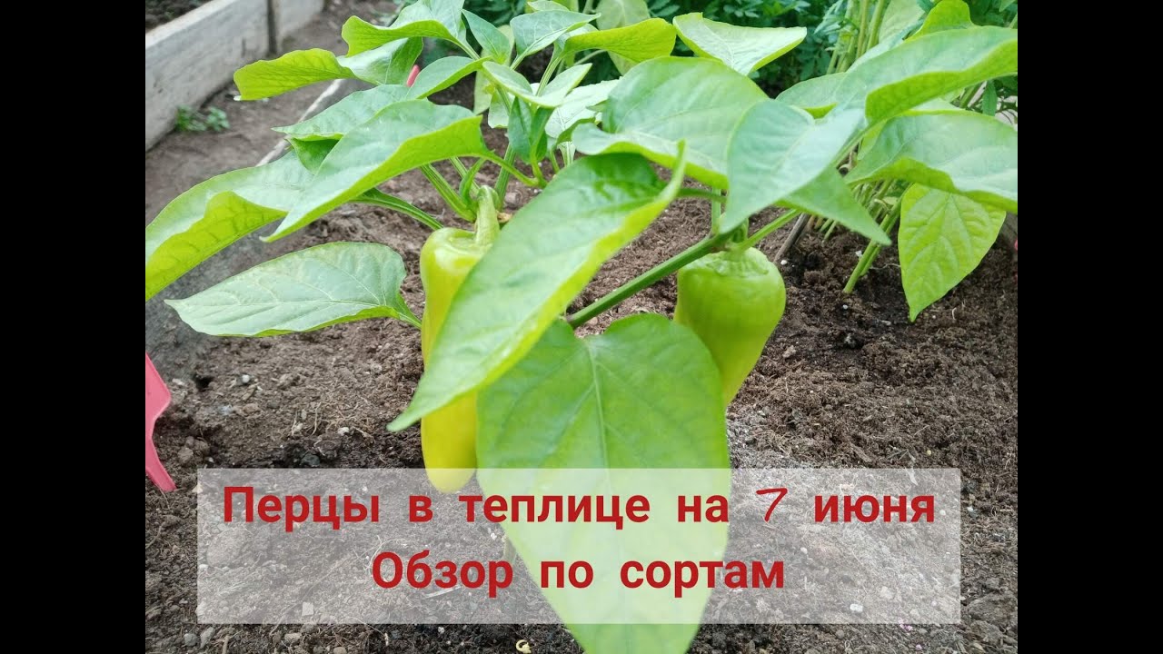 Заморозки убавили плодоношение. Дальнейшая агротехника и подкормки перцев в теплице.