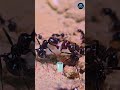 Ant 🐜 Shoking Secrets 😱❓#Insectsserets #animalfacts #crazyfacts #factschannel #facts #amazingfac