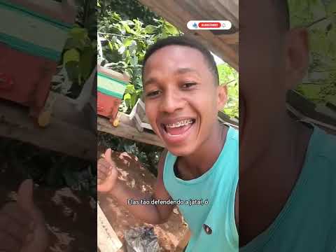 A ABELHA LIMÃO VEIO INVADIR A CASA DA ABELHA JATAÍ