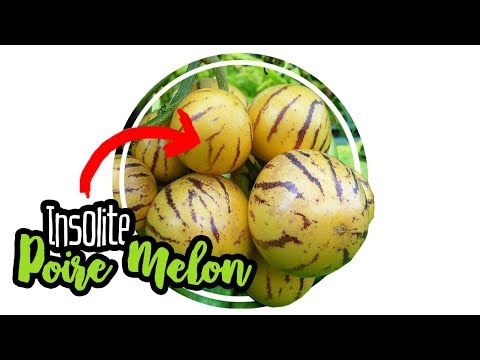 Vidéo: Quand est-ce qu'un melon pépino est mûr - En savoir plus sur la récolte des pépinos dans le jardin