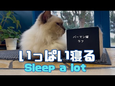 バーマン猫ラフ【いっぱい寝る】Sleep a lot（バーマン猫）Birman/Cat