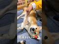 なでなで🐶✨ #柴犬 #チワワ #shorts