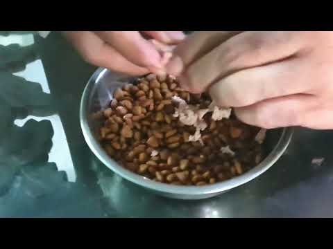 Cara Supaya Anjing Mau Makan Dogfood (Pelet), dijamin 100% berhasil 👍👍👍