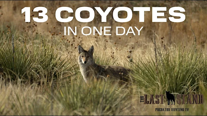 13 Coyotes in 1 Day - The Last Stand S8:E6