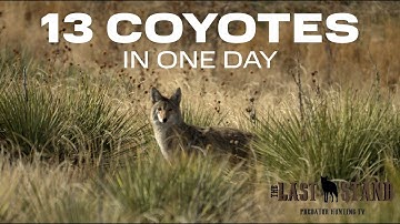 13 Coyotes in 1 Day - The Last Stand S8:E6