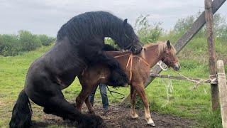 Коні Ваговози.В Любка поповнення.Лошичка по Рубіну.Алан далі парує.Коні в Україні🔥🔥🔥