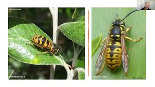 Northland Wasp Webinar 2023