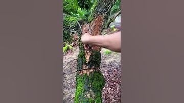 Thumbnail of the process of cleaning moss from tree trunks #shorts