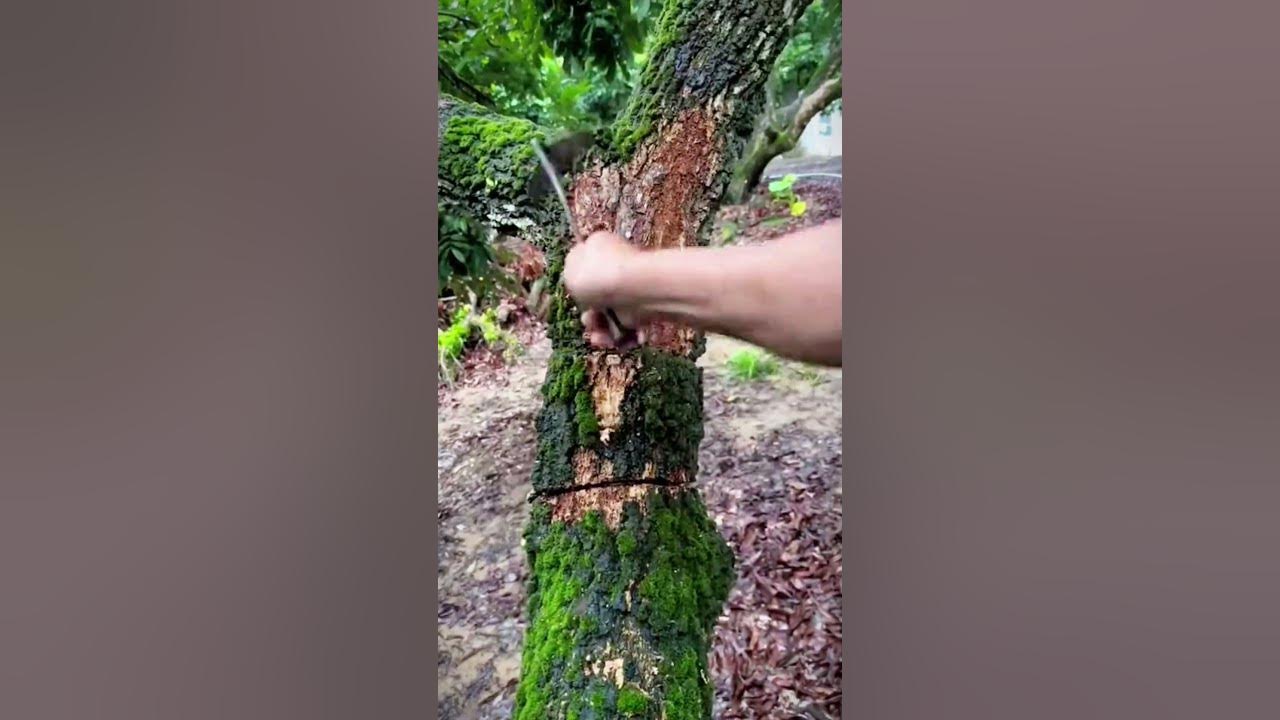 the process of cleaning moss from tree trunks #shorts