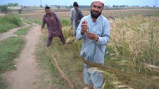 Batair ka Shikar Jall Aur Sirak K Sath P 1 / Quail Hunting Season 2024 / Primitive Hunting Skill