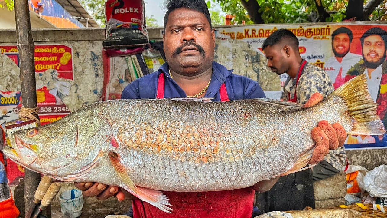 KASIMEDU 🔥 SPEED SELVAM | HUGE BARRAMUNDI FISH CUTTING VIDEO | 4K VIDEO | KM FISH CUTTING 