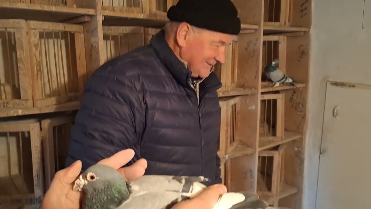 Mistrzowska hodowla Grzegorza oddz153 