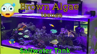 Brown algae In Saltwater tank