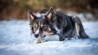 Border Collie Jill and the 'umbrella routine', level 2 freestyle dogdance by DessTesss 95 views 2 months ago 3 minutes, 15 seconds