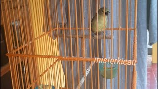 Burung Cipoh Gacor Buka Paruh Mantap Suara Jernih, untuk Pancingan Cipoh atau Sirtu