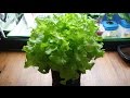 How to Make a Mini Kratky Hydroponic System for Lettuce