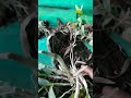 orchid flower nursery, orchid garden nursery, orchid online idea, #farming, #agriculture, #trending