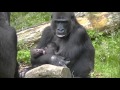 13 day old gorillatwin @Burgers' Zoo
