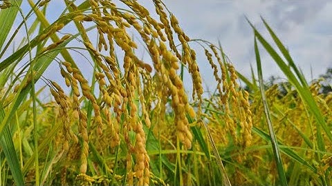 Nhân rộng liên kết sản xuất và tiêu thụ lúa gạo ở huyện Ứng Hoà