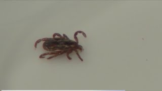 CDC: Summer 2025 is record-breaking for tick-related ER visits