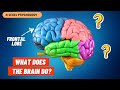 What do the parts of the brain do  localisation of function