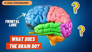What do the PARTS of the Brain Do? | Localisation of Function