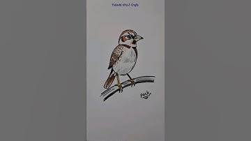 How to Draw Sparrow Bird Easy #shorts #ytshorts #youtubeshorts #shortvideo #trending #viral