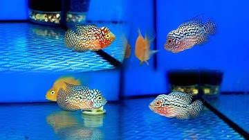 Lên Cá La Hán Dòng Kamfa F2 Mini đầy đủ màu sắc cho anh em chưng tết ♡