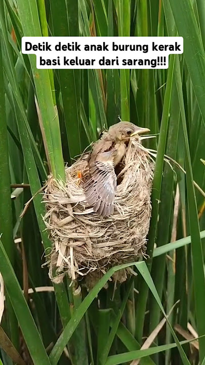 detik-detik anak burung kerak basi keluar dari sarangnya!! #shorts #burung #kerakbasi #sarangburung
