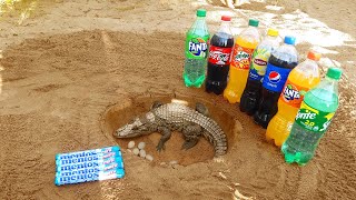 Experiment: Fanta, Coca-Cola, Lipton & Pepsi and Mentos vs Crocodile From Underground Hole