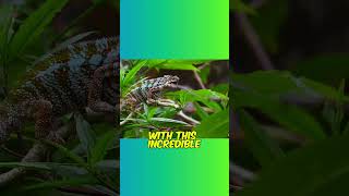 Chameleon's Tongues are TWICE As Long As Their Body!🦎🦎👅#animals #animalfacts #shorts