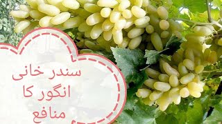 Download Lagu Sirka Garpes MP3 Sirka Garpes