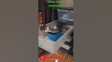 Ball python feeding (Fire Yellowbelly Clown) subscribe and watch the full vid :) #snake #python