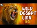 वाइल्ड डेसर्ट लायन डॉक्यूमेंट्री हिंदी भाषा में - Wild Desart Lion - Hindi Documentary