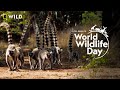 Joy in the wilderness  worldwildlifeday  natgeowild  realishere