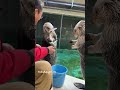 メイちゃんキラちゃんキャッチ リリースでわかる個性 ラッコ ラッコのメイちゃん ラッコのキラちゃん 鳥羽水族館 メイちゃんキラちゃんキャッチ リリースでわかる個性 ラッコ ラッコのメイちゃん ラッコのキラちゃん 鳥羽水族館