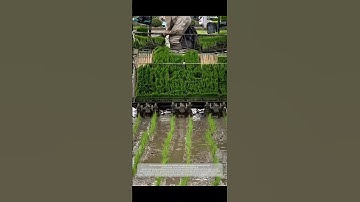 Rice Transplanting Machine in Action – Modern Paddy Farming! #heavymachinery #farming #farm #shorts