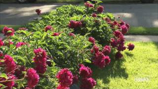 How to Stake Tall Perennials