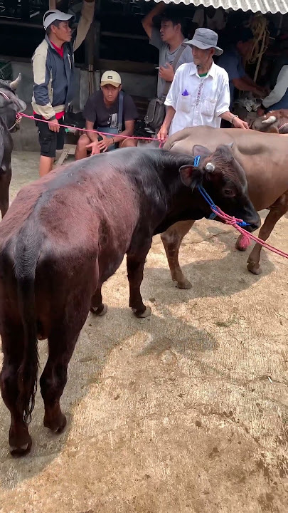 Pasar Sapi Petambakan Banjarnegara Jawa Tengah | Ranch Market #sapi #peternakan #banjarnegara