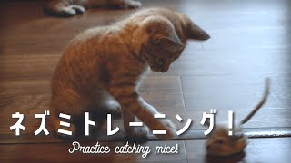 Practice Catching Mice 