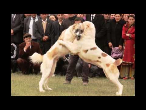 ALABAY İTLER. TURKMEN DOGS