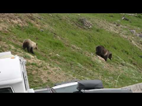 Grizzly Bears Cause a Ruckus in Yellowstone National Park