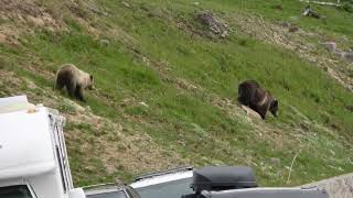 Grizzly Bears Cause a Ruckus in Yellowstone National Park