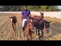Welcome To Another Vlog With Beautiful Soul's Some Good Information for Horses